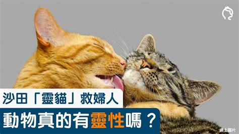 動物有靈性嗎 筆劃數查詢